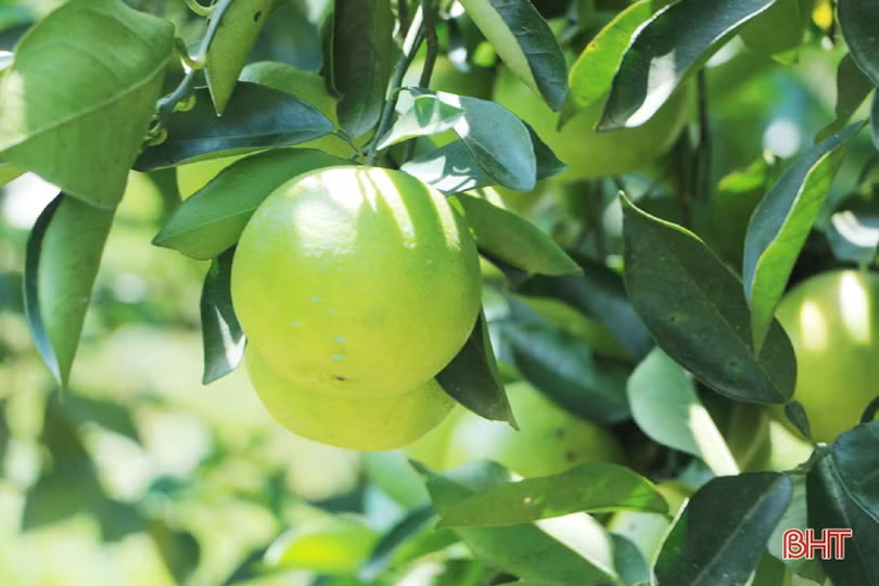 Đưa cam Vũ Quang “phủ sóng” toàn quốc