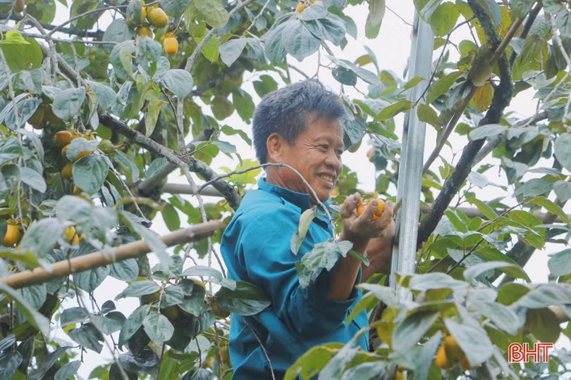 Hồng Yên Du được mùa, được giá, nông dân xóm núi Hà Tĩnh rộn niềm vui