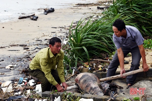 Xác cá voi dài hơn 1m dạt vào bờ biển Hà Tĩnh