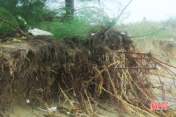 Mưa lớn gây sạt lở, uy hiếp đê biển Nghi Xuân