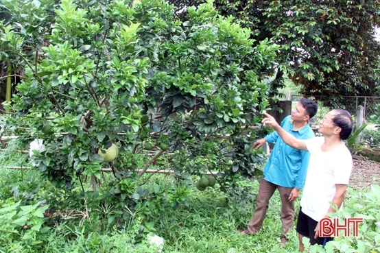 Bưởi da xanh “bén duyên” vùng núi Hương Sơn