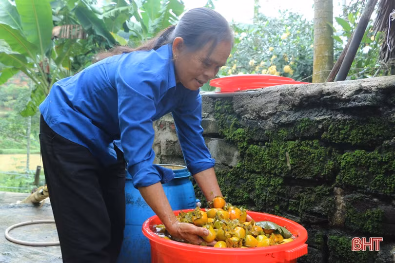 Hồng Yên Du được mùa, được giá, nông dân xóm núi Hà Tĩnh rộn niềm vui