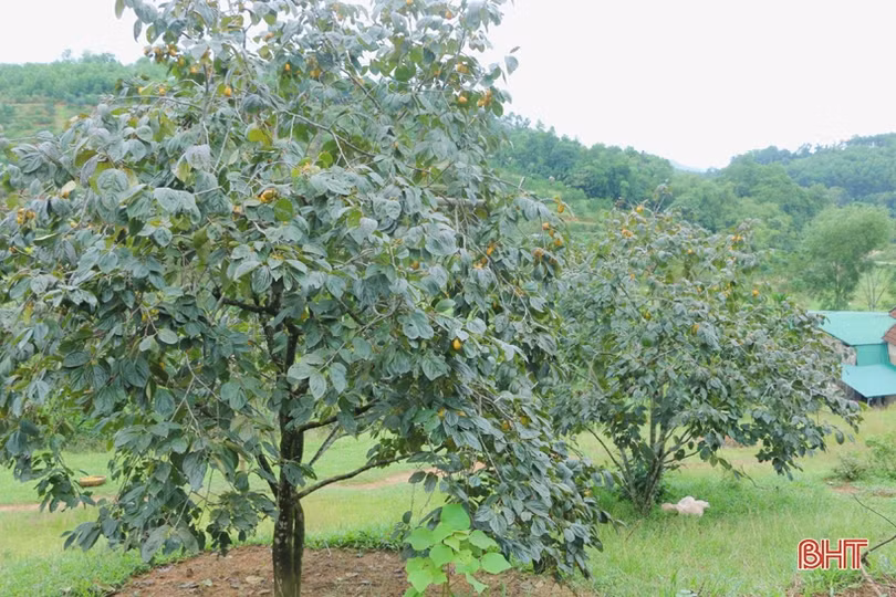 Hồng Yên Du được mùa, được giá, nông dân xóm núi Hà Tĩnh rộn niềm vui