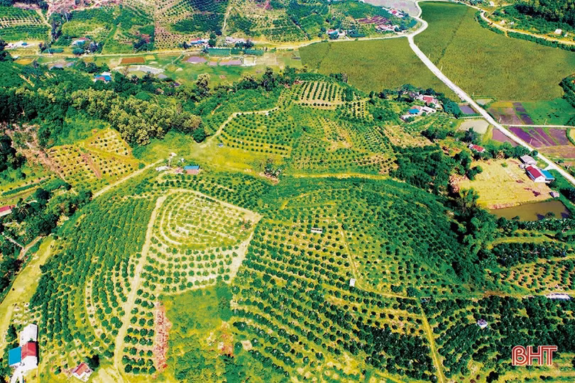 Đưa cam Vũ Quang “phủ sóng” toàn quốc