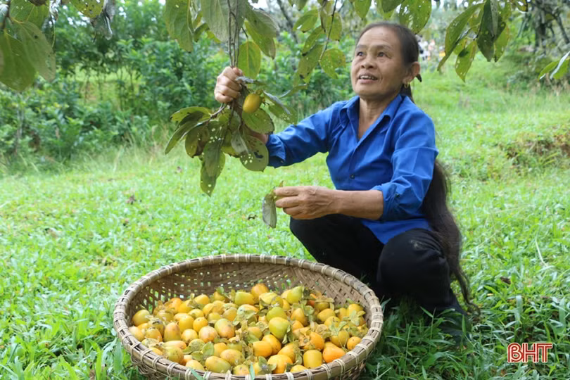 Hồng Yên Du được mùa, được giá, nông dân xóm núi Hà Tĩnh rộn niềm vui