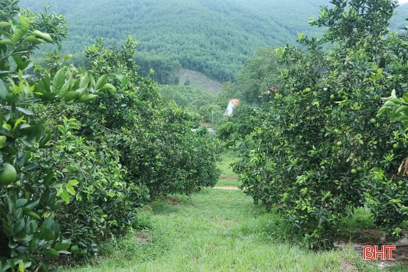 Đưa cam Vũ Quang “phủ sóng” toàn quốc