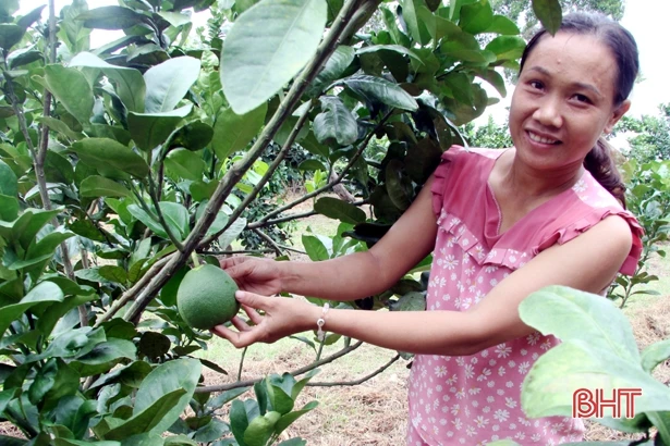Bưởi da xanh “bén duyên” vùng núi Hương Sơn