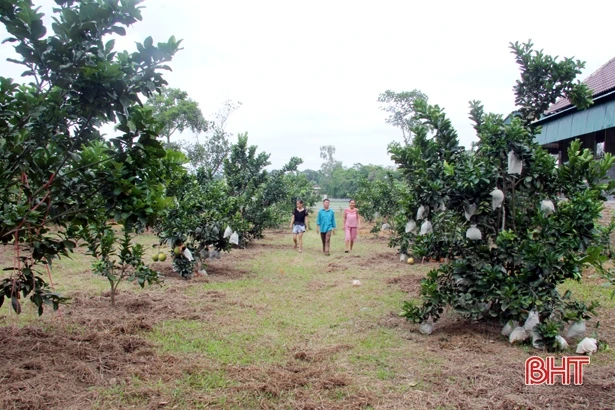 Bưởi da xanh “bén duyên” vùng núi Hương Sơn