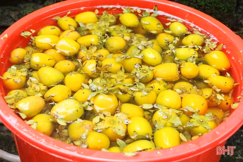 Hồng Yên Du được mùa, được giá, nông dân xóm núi Hà Tĩnh rộn niềm vui