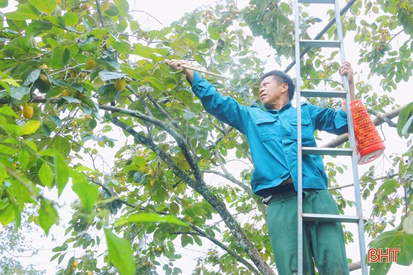 Hồng Yên Du được mùa, được giá, nông dân xóm núi Hà Tĩnh rộn niềm vui