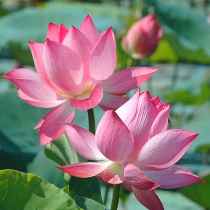 Làm điều này là tích đức, phúc báo cả đời đếm không xuể