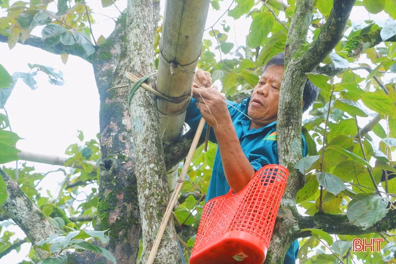 Hồng Yên Du được mùa, được giá, nông dân xóm núi Hà Tĩnh rộn niềm vui