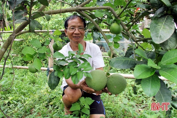 Bưởi da xanh “bén duyên” vùng núi Hương Sơn