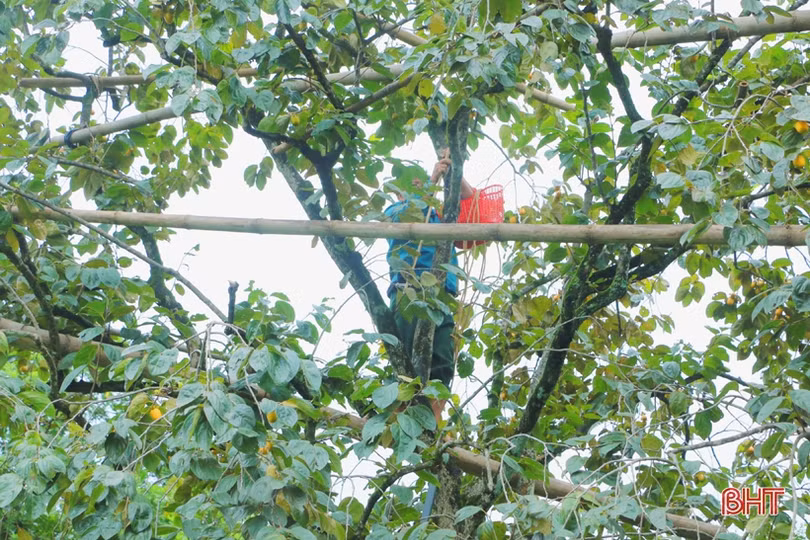 Hồng Yên Du được mùa, được giá, nông dân xóm núi Hà Tĩnh rộn niềm vui