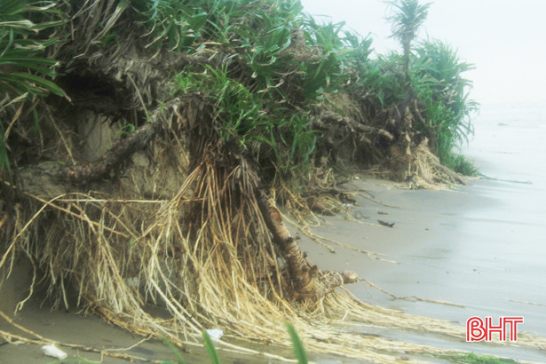 Mưa lớn gây sạt lở, uy hiếp đê biển Nghi Xuân