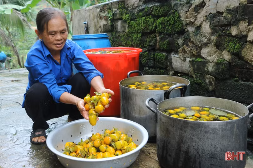 Hồng Yên Du được mùa, được giá, nông dân xóm núi Hà Tĩnh rộn niềm vui