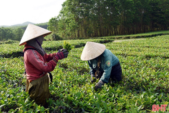 Khi cây chè là “chìa khóa” thoát nghèo của người dân Kỳ Văn