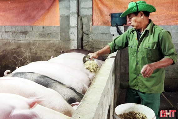 Thịt lợn hữu cơ: Nhu cầu tăng mạnh, nguồn cung hạn chế