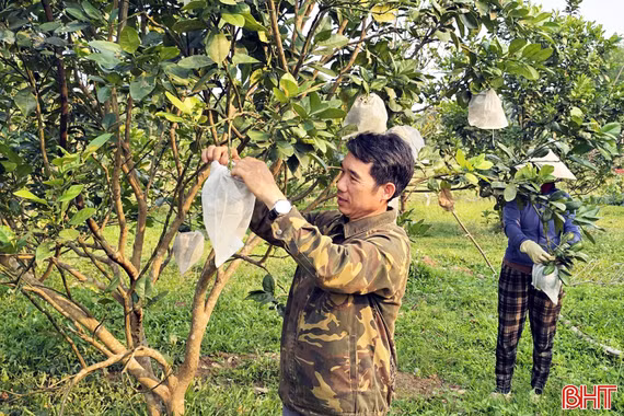 Đa cây, đa con để giảm rủi ro - bí quyết thành công của nông dân Kỳ Thượng 