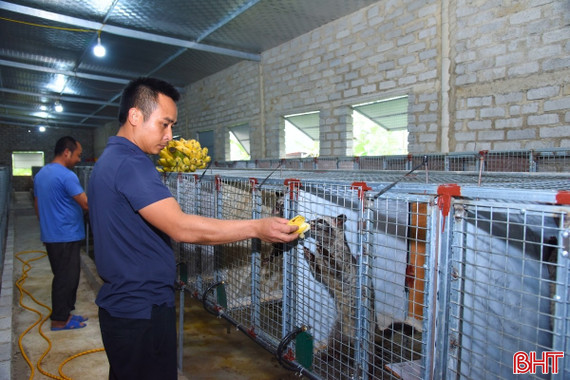 Bí quyết nuôi chồn hương thu tiền tỷ của nông dân Hà Tĩnh