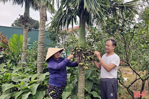 Hiệu quả kép từ mô hình ươm cây cau cảnh