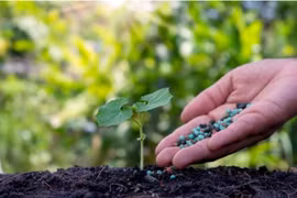 Bí kíp giúp cây ăn trái sai quả nhờ bón NPK đúng cách từ PVCFC