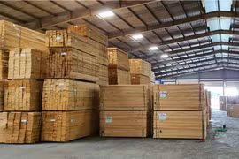 Gỗ nguyên liệu Thái Bình Dương: Đơn vị tiên phong, uy tín trong ngành gỗ thông nhập khẩu