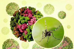 Bộ Y tế nói gì về nguy cơ dịch bệnh Chikungunya xâm nhập vào Việt Nam?
