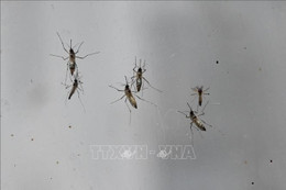 Hàng nghìn ca mắc bệnh, Trung Quốc ráo riết kiểm soát dịch Chikungunya