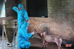 Hà Tĩnh chủ động phòng chống dịch tả lợn châu Phi