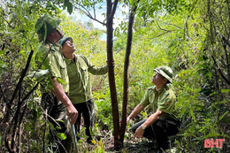 Khi cây keo che khuất..."rừng vàng"!