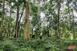 Hà Tĩnh gắn bảo vệ rừng với phát triển sinh kế bền vững