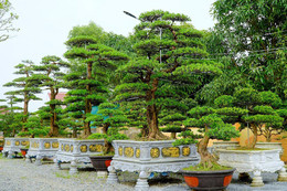 Thị trường cây xanh tâm linh tại Hà Tĩnh sôi động dịp cận Tết 2026