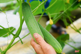Hướng đi mới từ mô hình dưa chuột liên kết