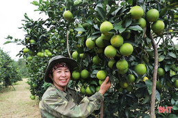 Hành trình hồi sinh các loại cam đặc sản bị suy thoái 