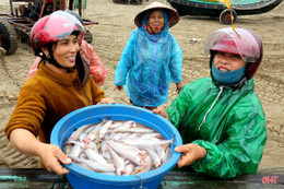 Cách nhận biết cá cháo “ủ” chất cấm