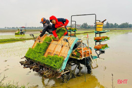 Triển khai 4.000 ha sản xuất lúa giảm phát thải, tạo tín chỉ Carbon
