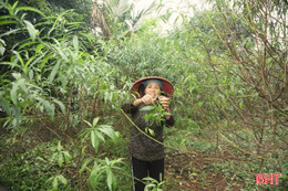 Bí quyết giúp cây hoa nở đúng dịp Tết