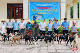 Hỗ trợ 45 con dê giống cho hộ nghèo, cận nghèo ở Hương Sơn