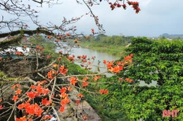 Chiêm ngưỡng cây hoa gạo cổ thụ bung nở bên dòng Ngàn Phố