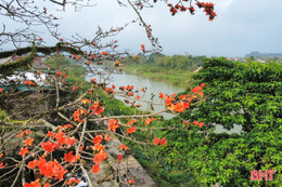 Chiêm ngưỡng cây hoa gạo cổ thụ bung nở bên dòng Ngàn Phố