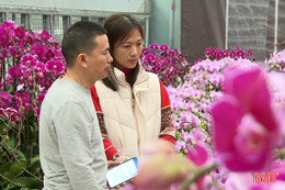Các nhà vườn hoa, cây cảnh tất bật vào vụ Tết