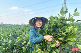 Giá chè xanh tại Hà Tĩnh tăng cao