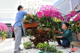 Lan ghép trên lũa gỗ ở Hà Tĩnh: Giá chục triệu vẫn “cháy hàng”