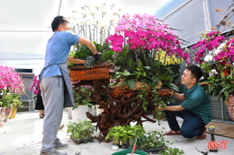 Lan ghép trên lũa gỗ ở Hà Tĩnh: Giá chục triệu vẫn “cháy hàng”