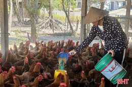 Nhiều hộ chăn nuôi ngậm ngùi "lỡ hẹn" với thị trường Tết