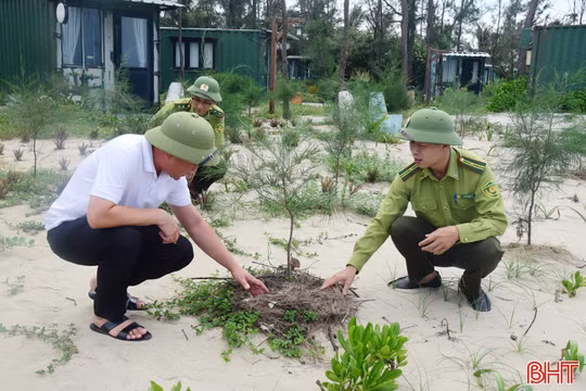 Gian nan phủ xanh lại những cánh rừng phòng hộ ven biển