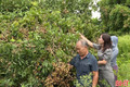 Nhãn sai quả, nông dân Hà Tĩnh phấn khởi thu hoạch