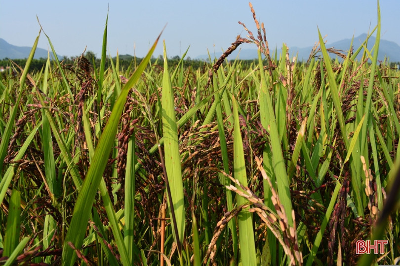 Nâng tầm sản phẩm công nghiệp nông thôn Hà Tĩnh