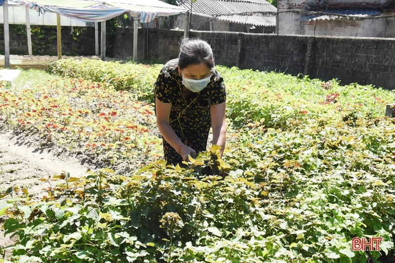 Nông dân Lộc Hà đa dạng hóa cây trồng vụ đông